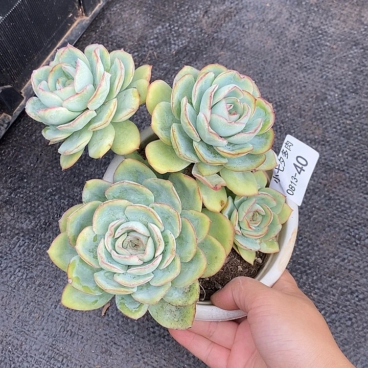 记得拍冷链晨露40