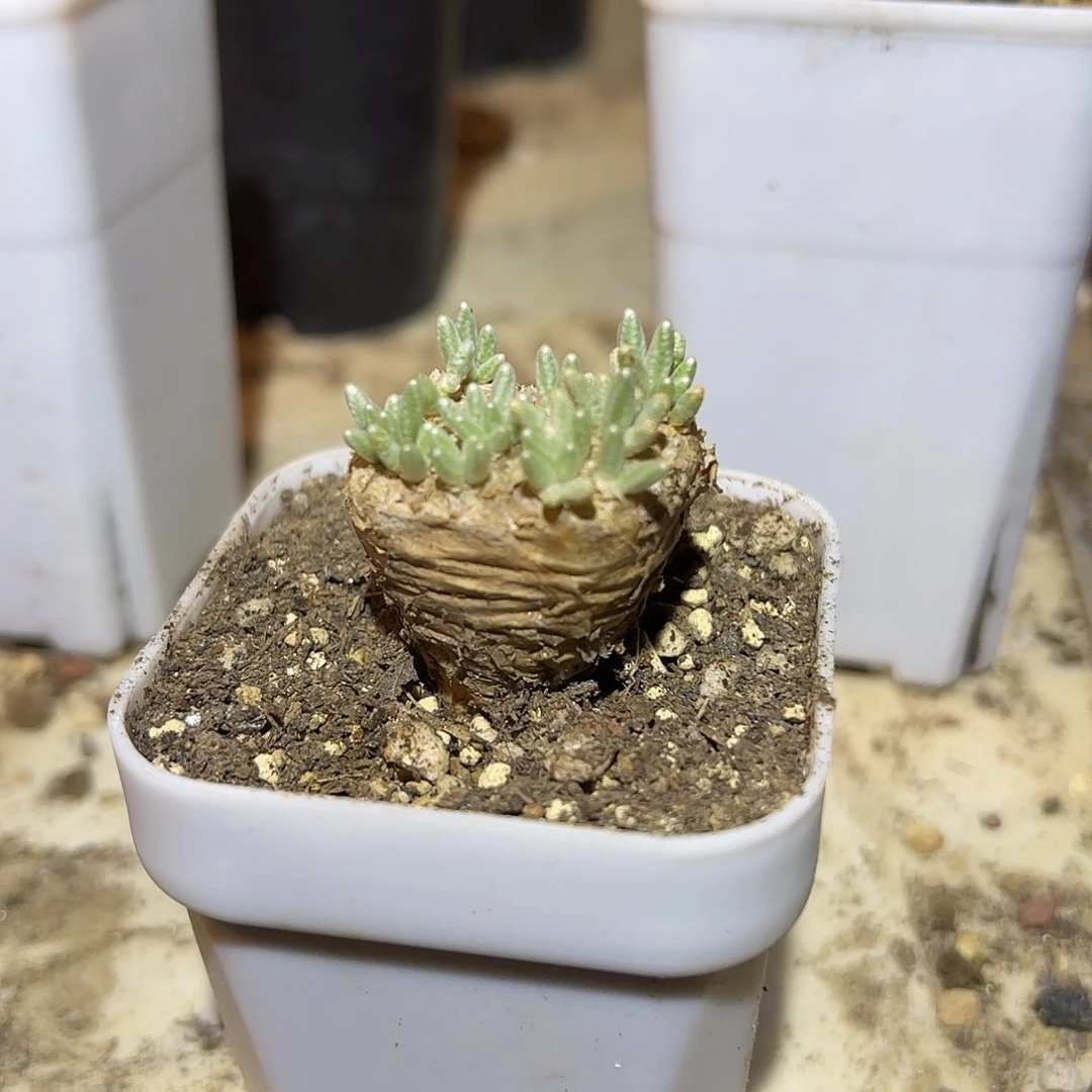 老家产地红花韧锦一物一拍