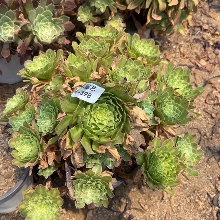 粉铜中班多肉植物398