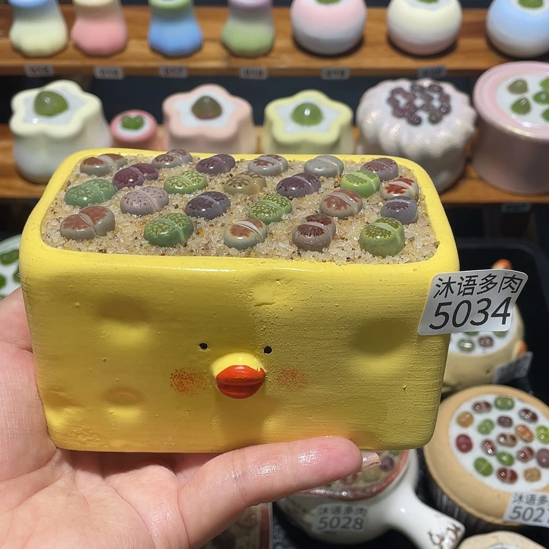 带盆土植物 一物一拍5034