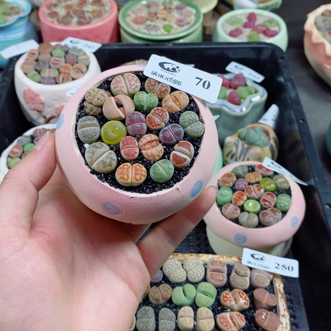 攸***?生石花花花花花花70