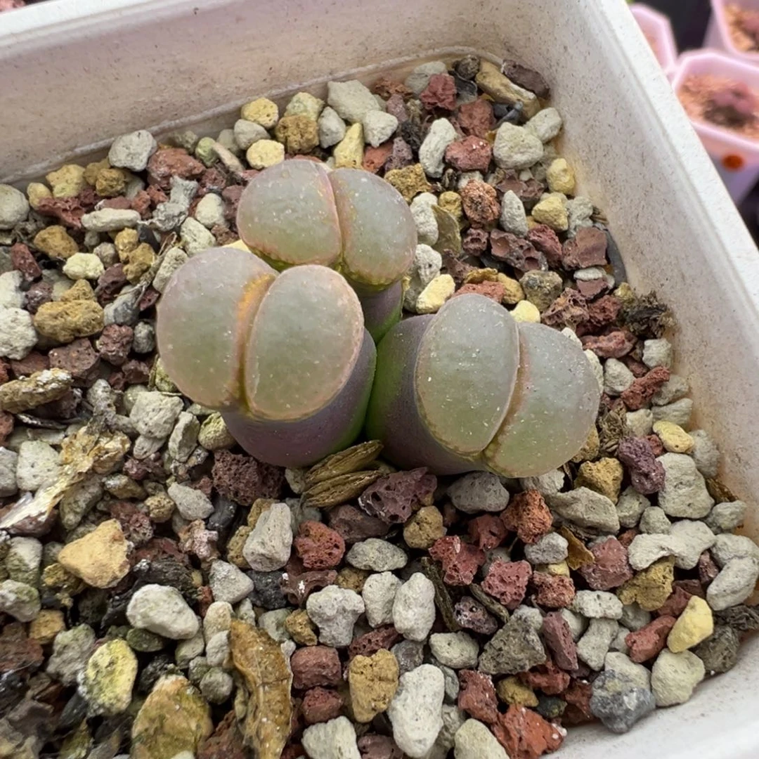 260号风铃福利特。。。。。