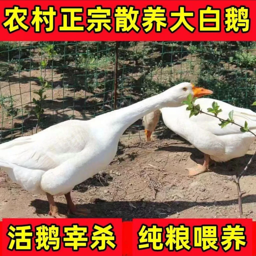 【买一送一】农家散养大白鹅 带.心.肝 两只净重9-10斤