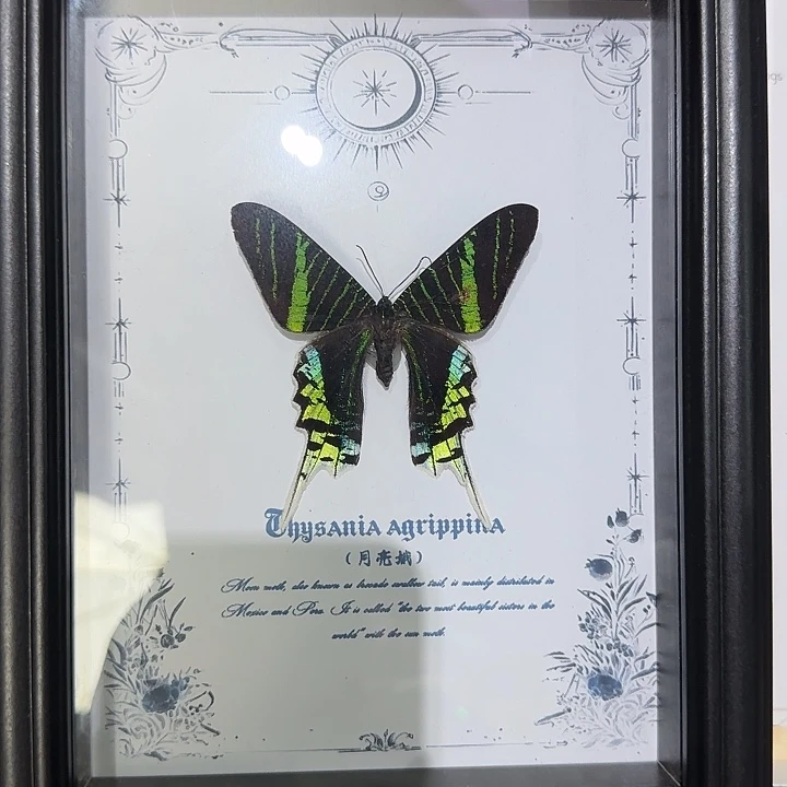 月亮蛾蝴蝶标本瑕疵处理