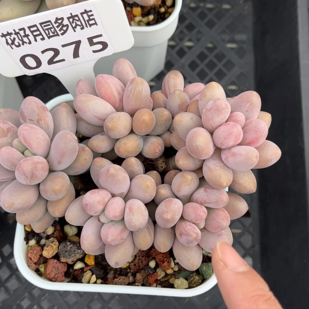 多肉植物0275 天冷必拍保温箱