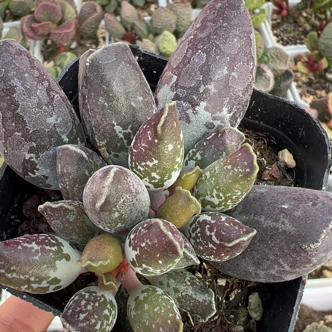 雪花斑海豹多肉植物