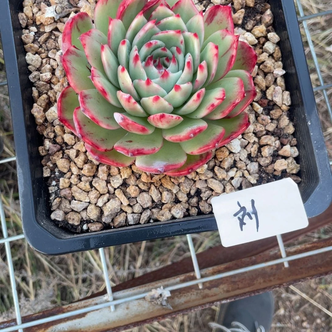 刘***贵惊鸿仙子一物一拍