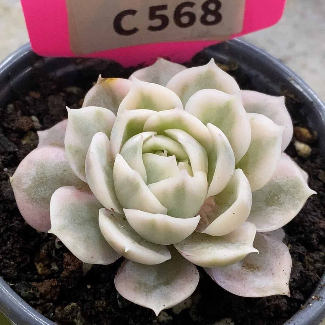 568盎司诺哈哈哈哈