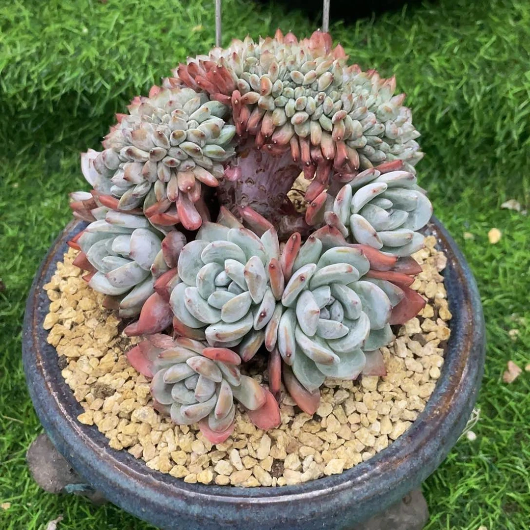 香***香滴滴星影树发货发货