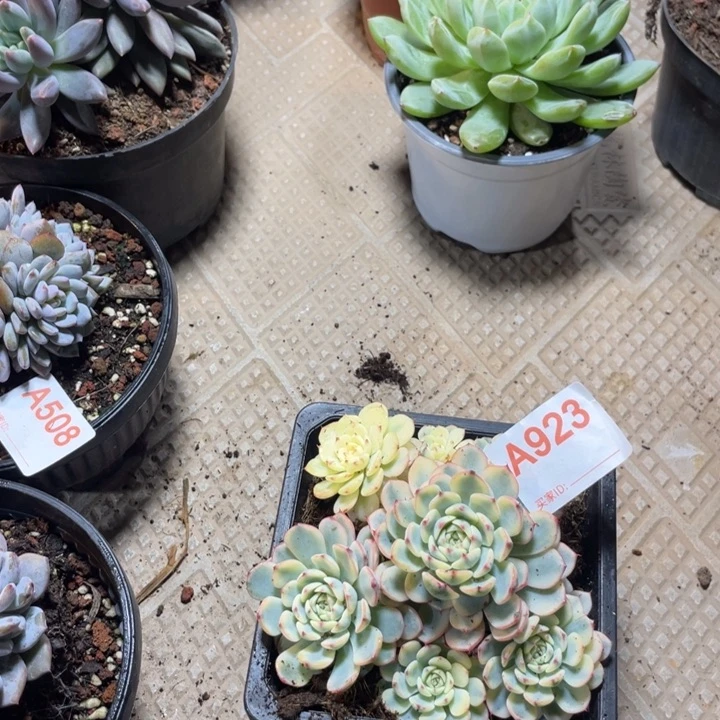 923 满20包邮脱土发货