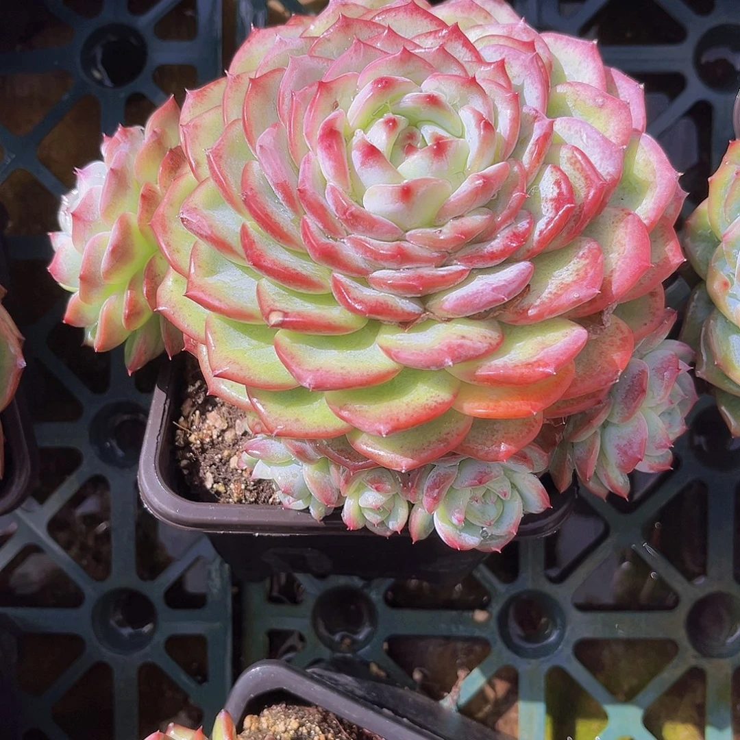 17公分999999999899888