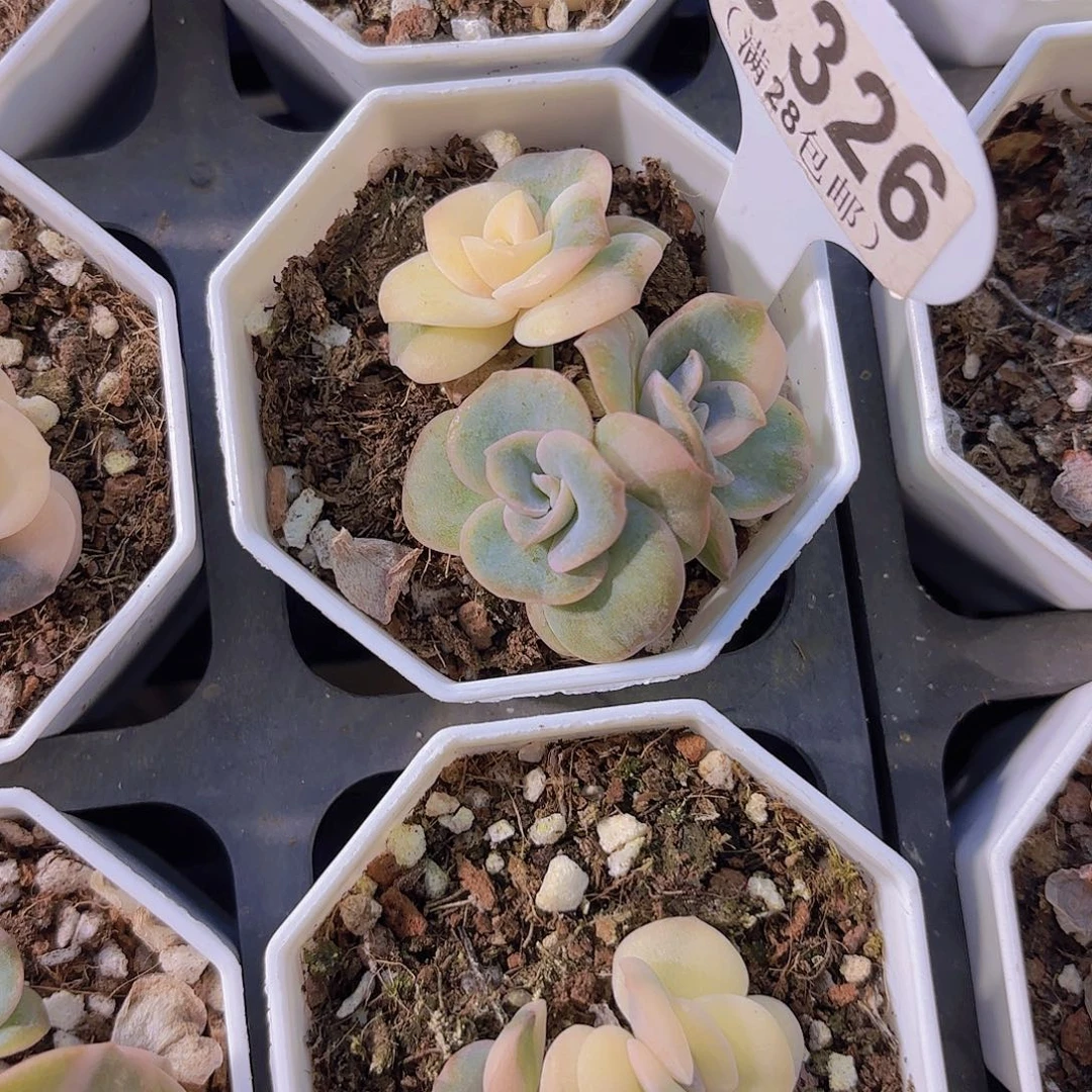 C326可爱玫瑰锦一物一拍