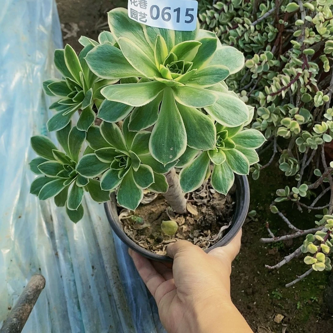 腊**叔615 号大叶绿玫瑰锦20包邮不包断枝