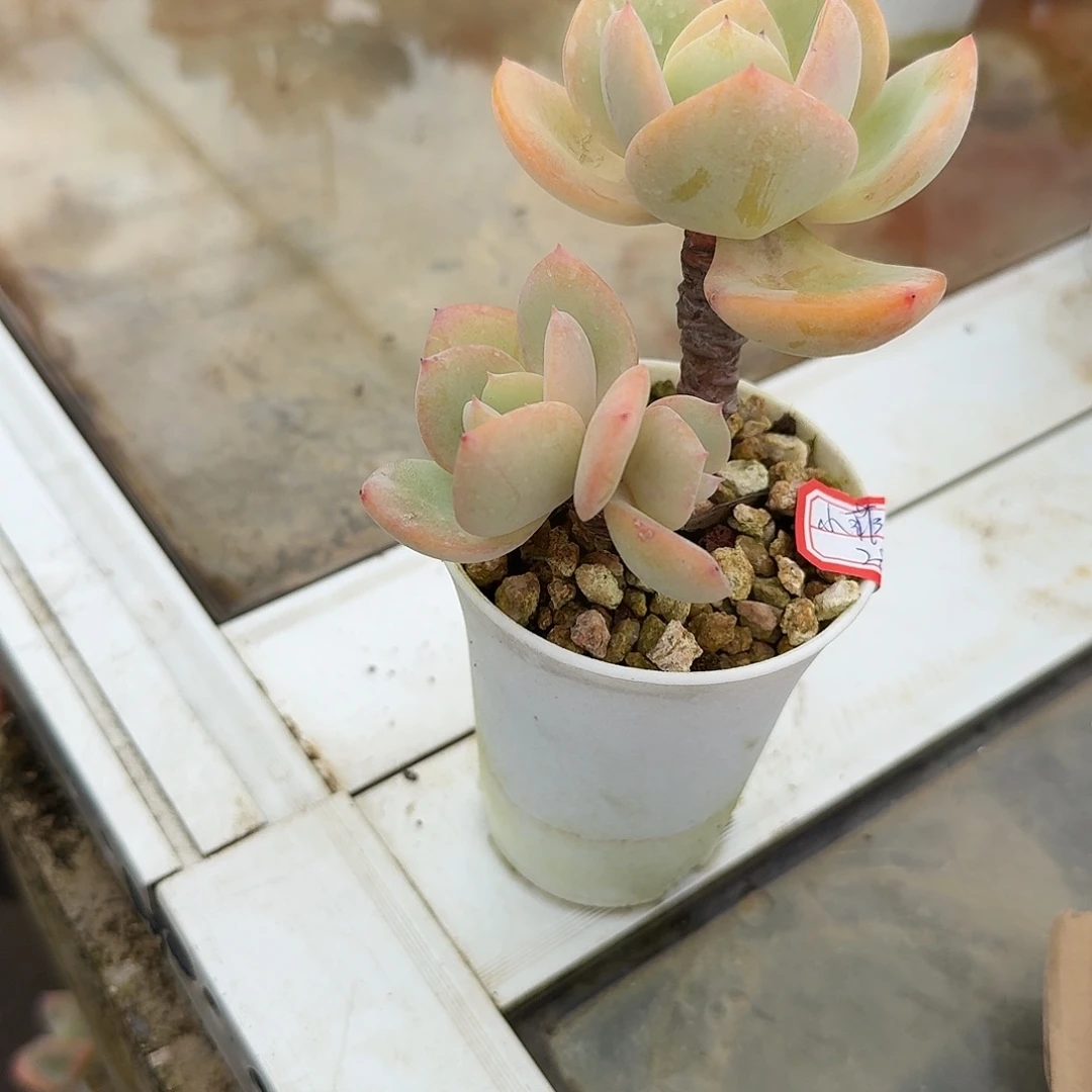 小***菲白凤多肉植物一颗