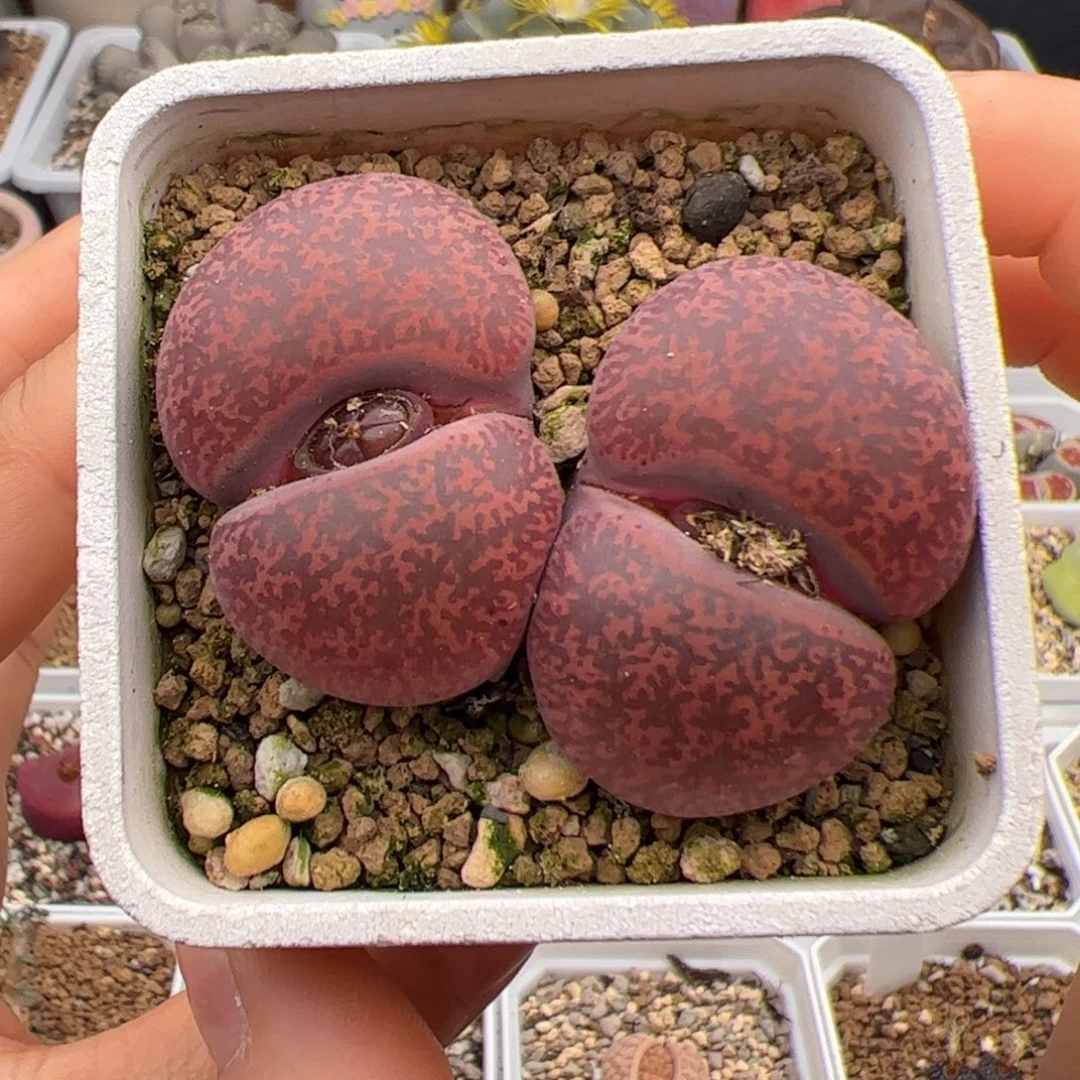 酒红紫薰多肉植物多肉植物