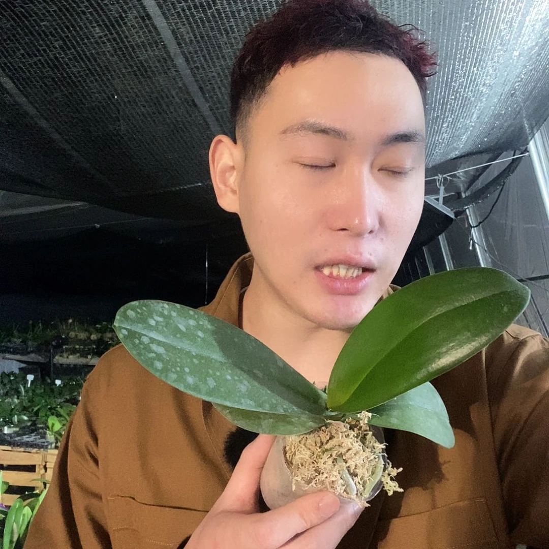 无花朵玛卡龙蝴蝶兰
