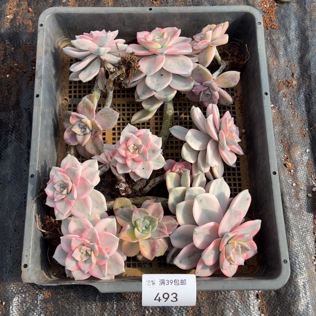 493多肉植物纤维维生素