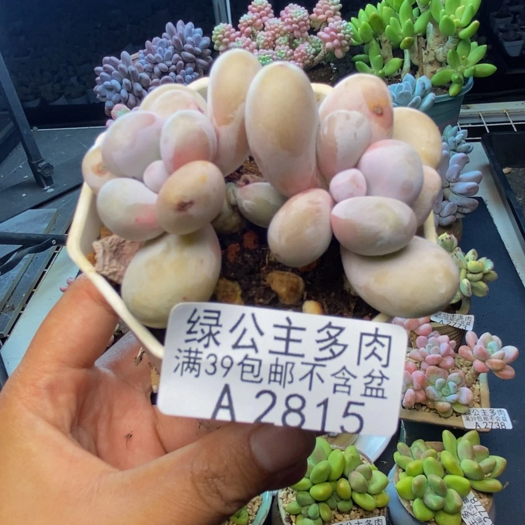 815水光针多肉6c m
