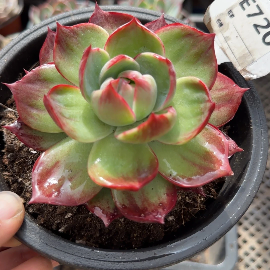 惊鸿一物一拍包装收缩花旱720