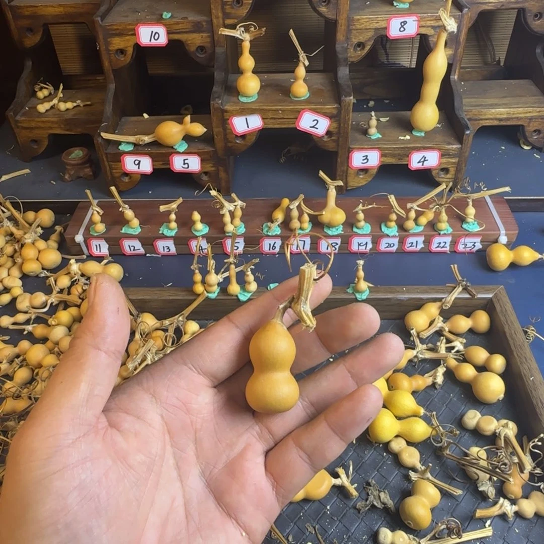 不****我是一只小小鸟地域鬼的人生