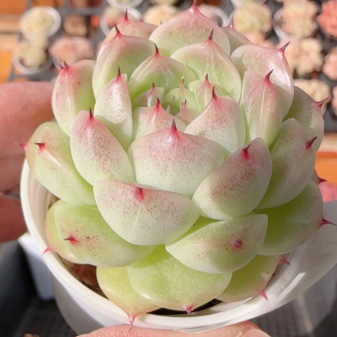 花语多肉1211-277魔仙