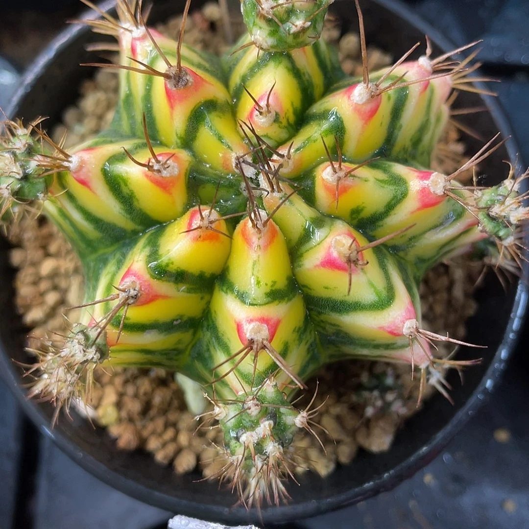 1-256米哈花田7.1厘米