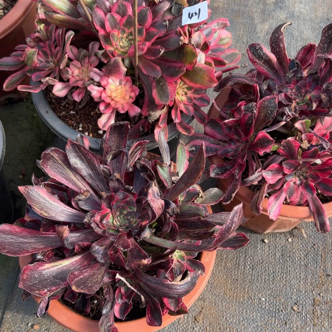 401红钻捧花一颗多肉多破了