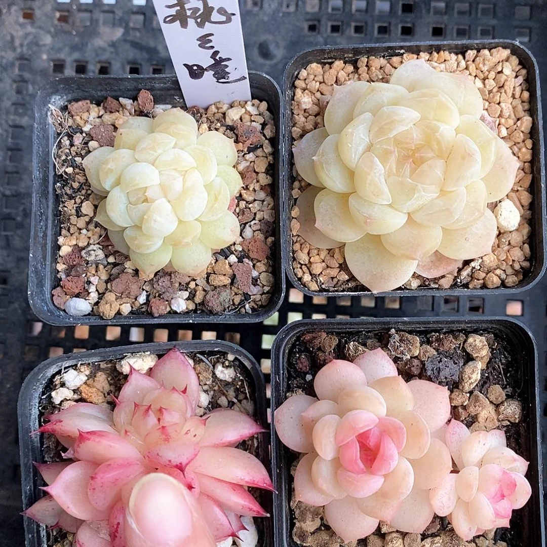 响当当了的时候也要说再见