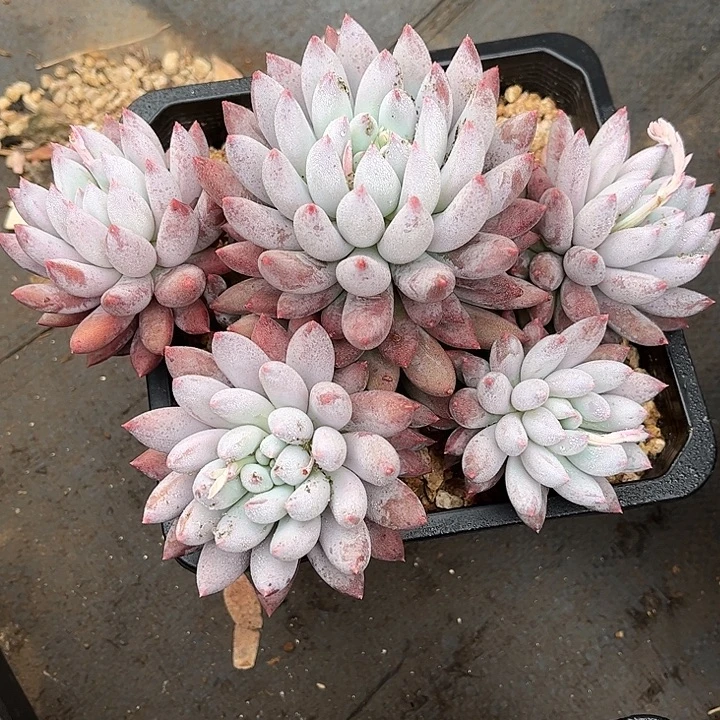 多肉植物一物一拍