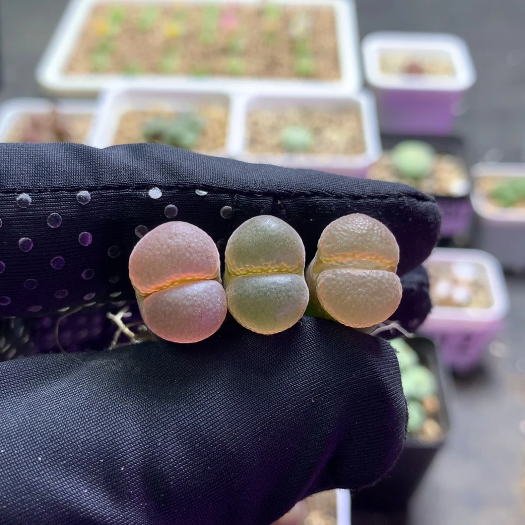 820温巴德c10母本