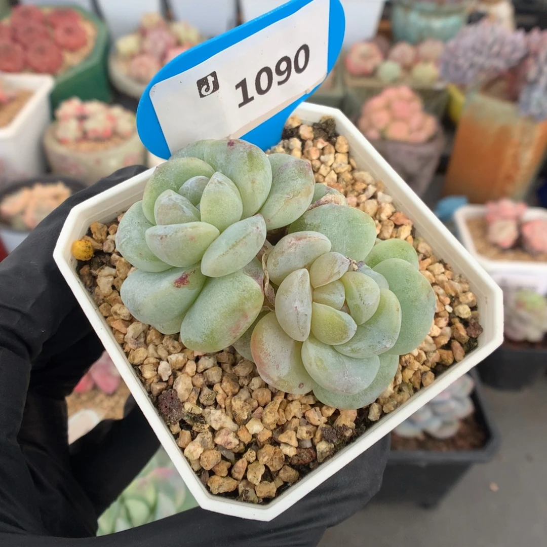 1090 黄心冰玉石化多肉