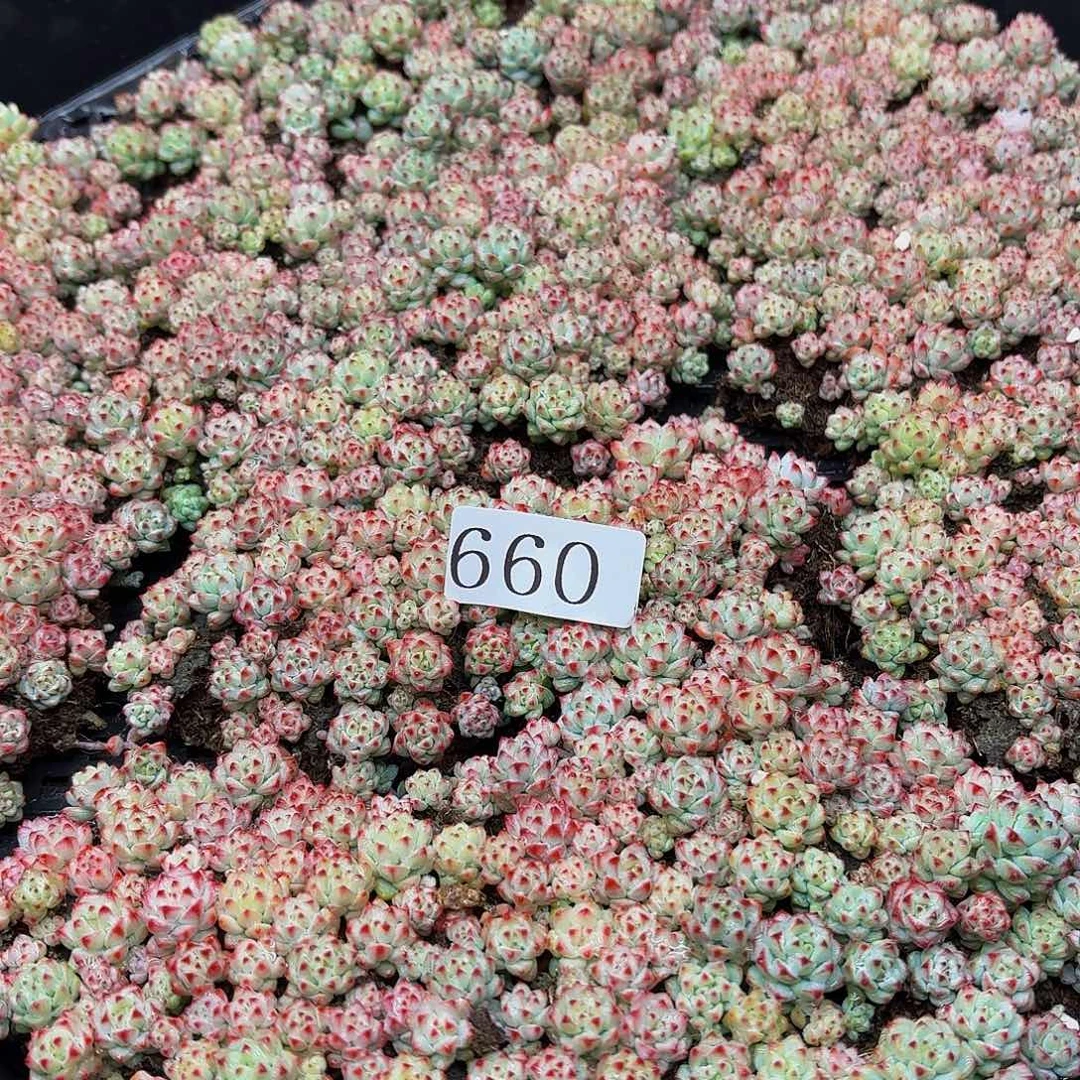 多肉植物多肉植物660