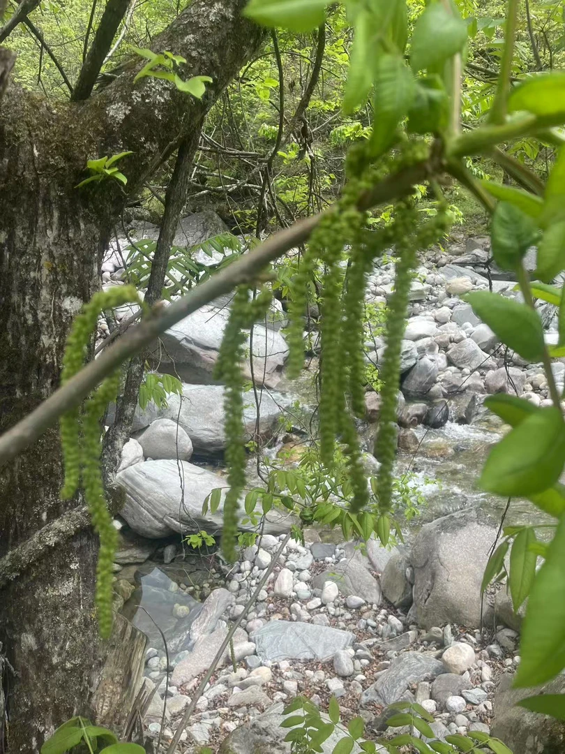 顺丰平武虎牙各种野菜包邮到家