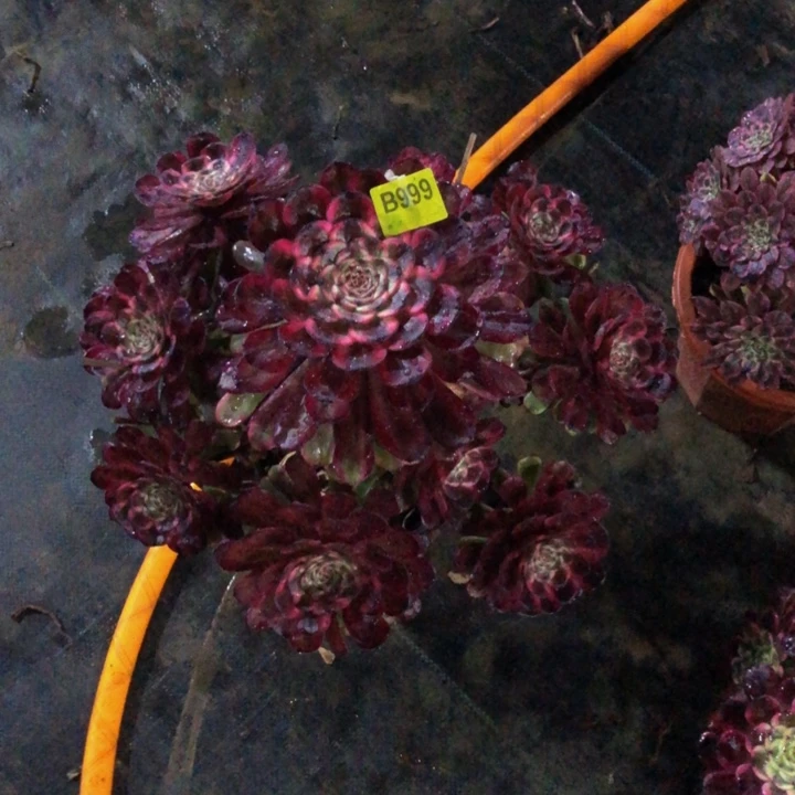 红金钢多肉9990000000000