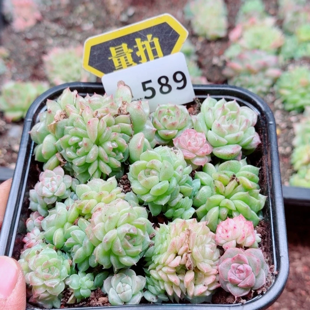 多肉植物多肉植物