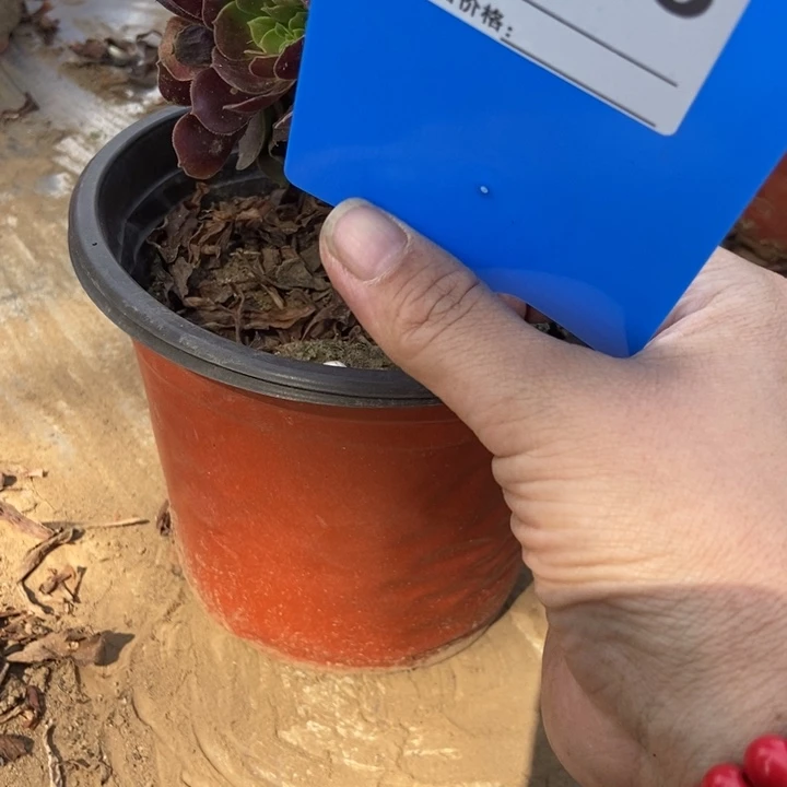 秋***秋448欧紫缀化老桩老桩
