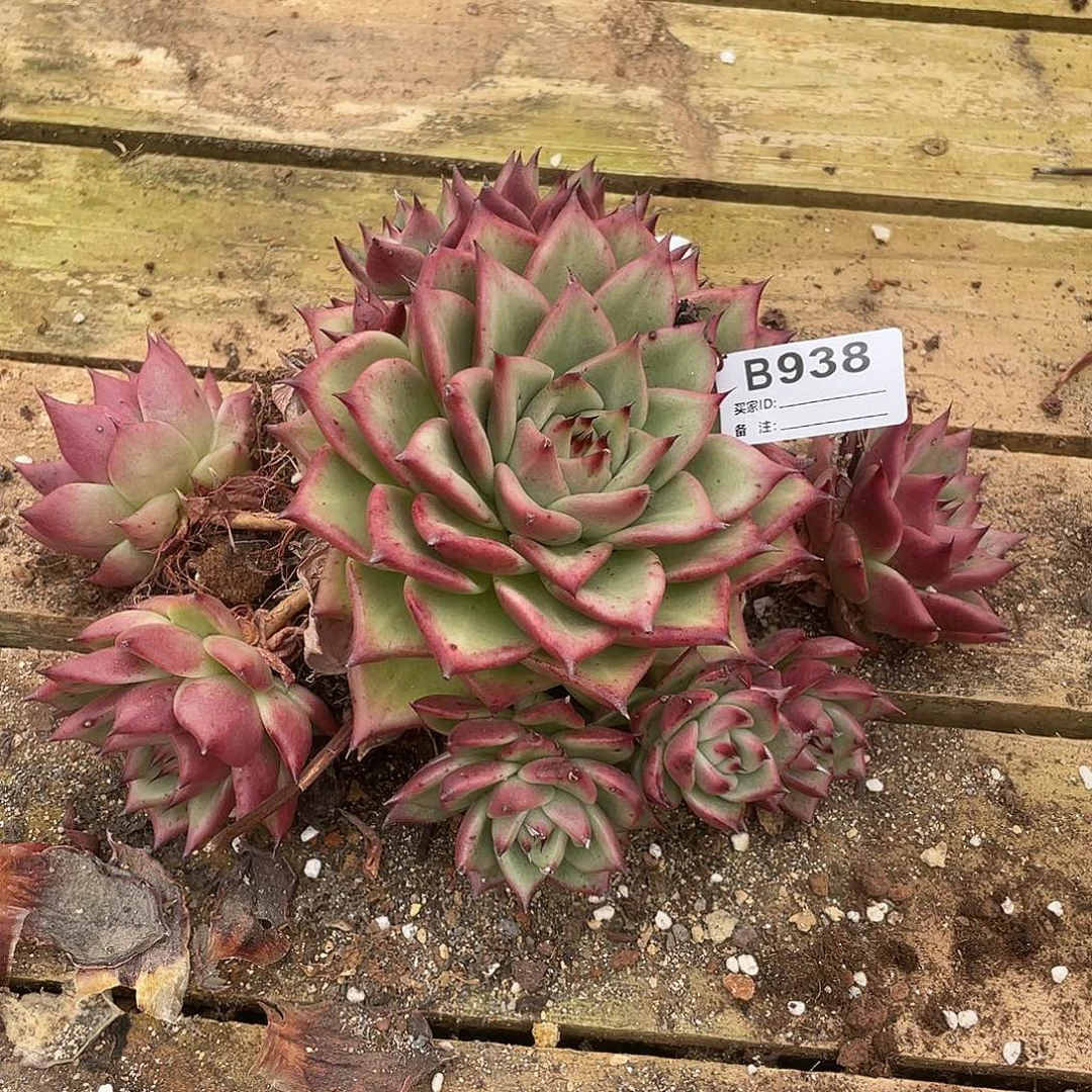 若如东云单拍B938