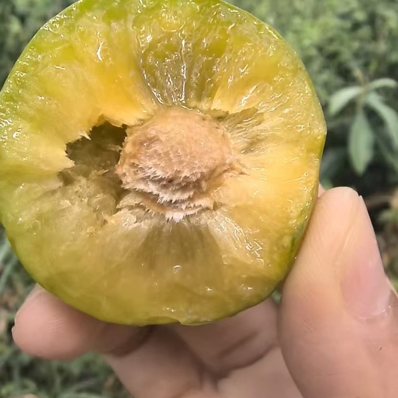 高山青脆李，接近蜂糖李的口感，几乎纯甜不酸
