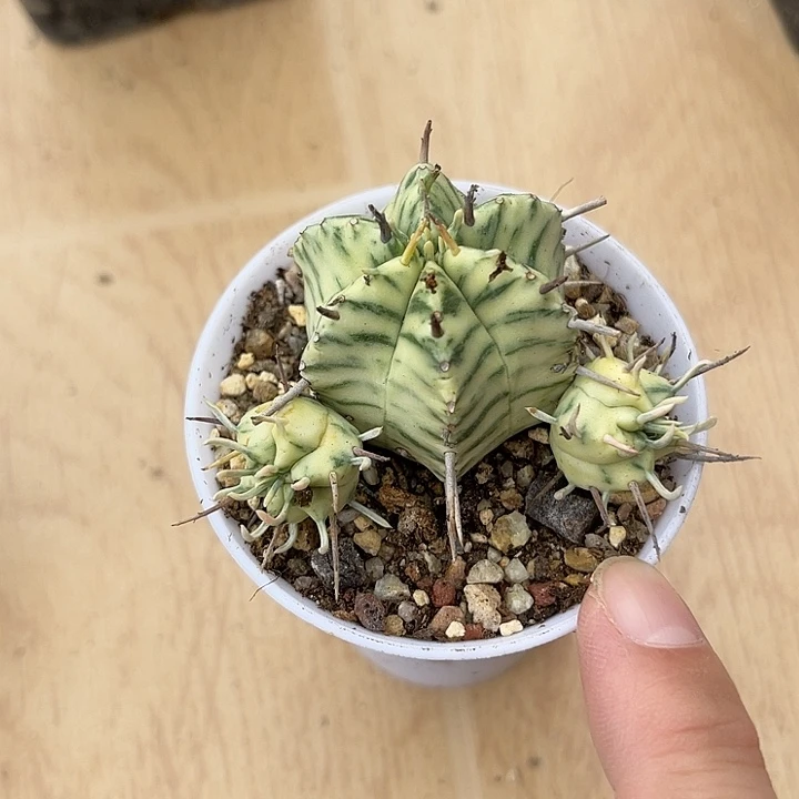 无花朵斑马锦仙人球一物一拍