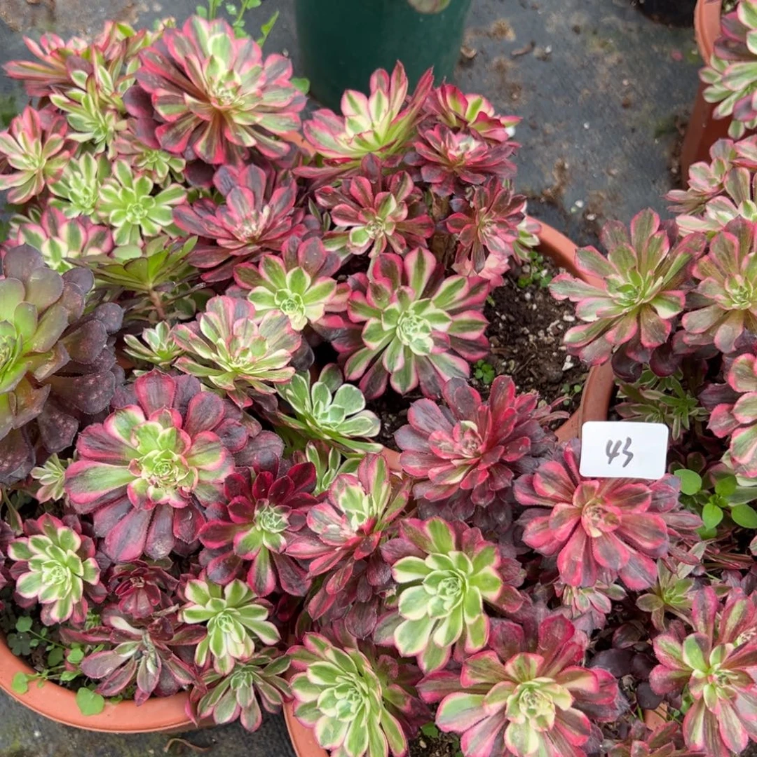 20包邮43同花顺母本一颗10