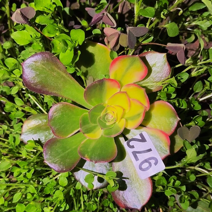 972香妃多肉植物处理不售后