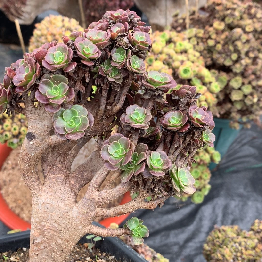 紫***香欧紫朵朵一颗缀化的