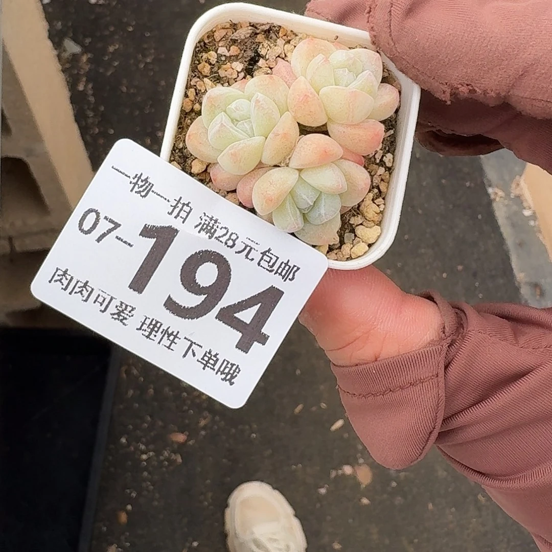 冰玉无盆土发货无盆土无