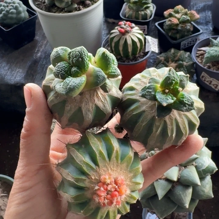 心***.463 464 465三个牡丹仙人球