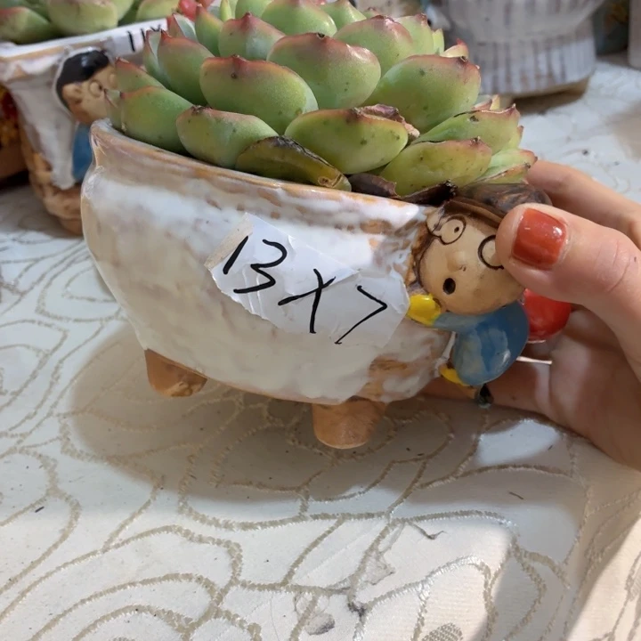 多肉花盆满15包邮