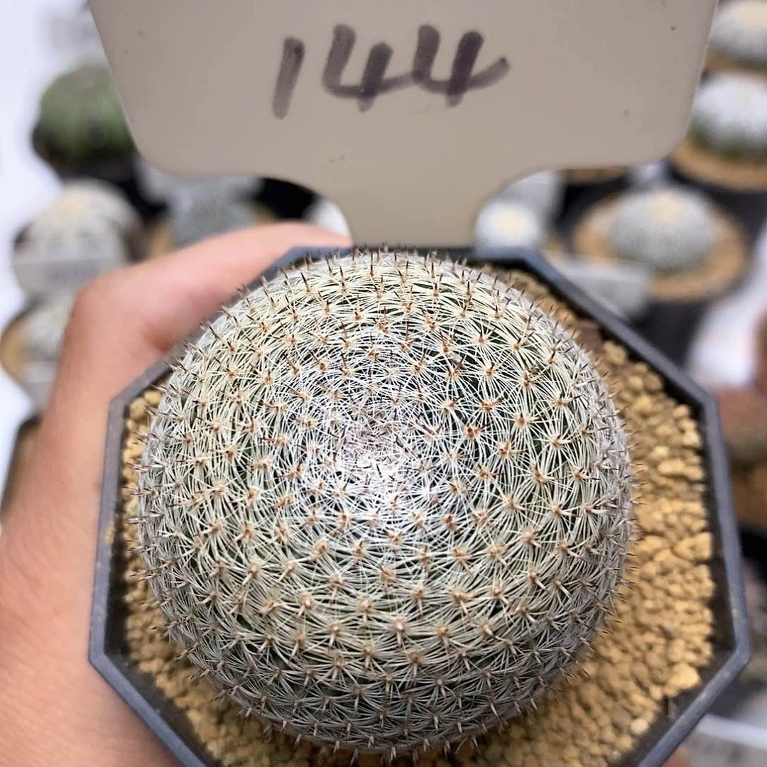 开播后特价来了来看