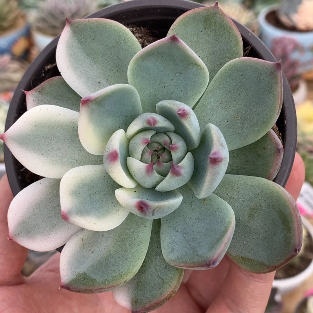 618半覆轮锦吉娃娃