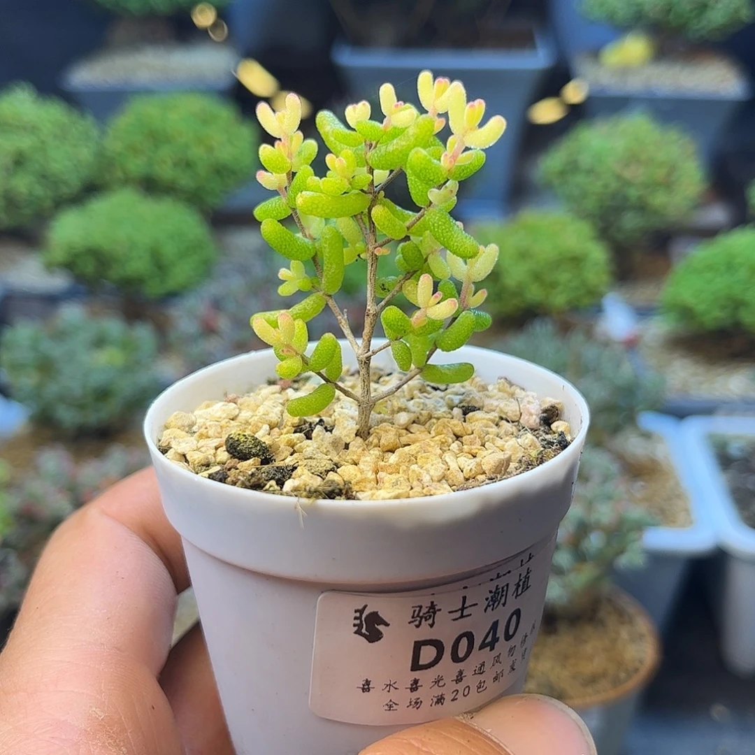 040假飞机猪糖球粉锦
