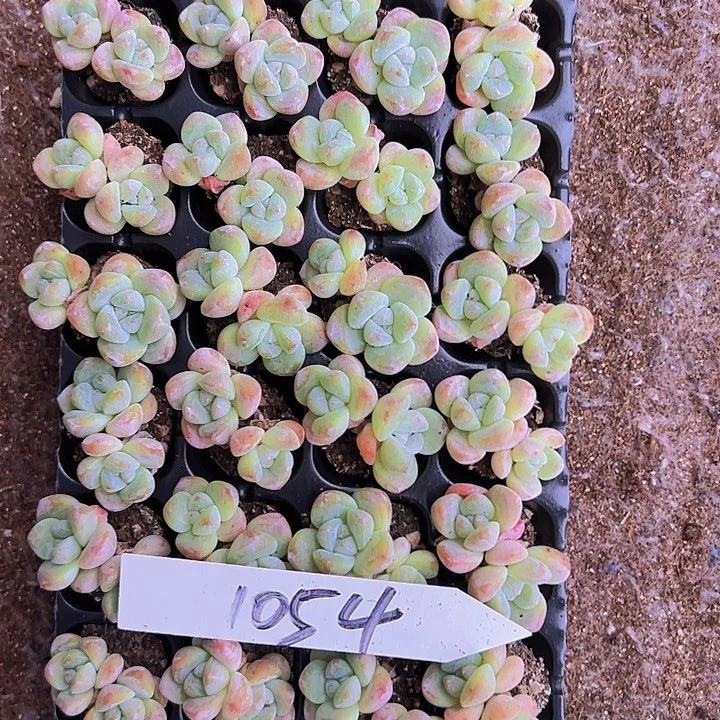 1054小脸双头带桩奶油冰玉！！