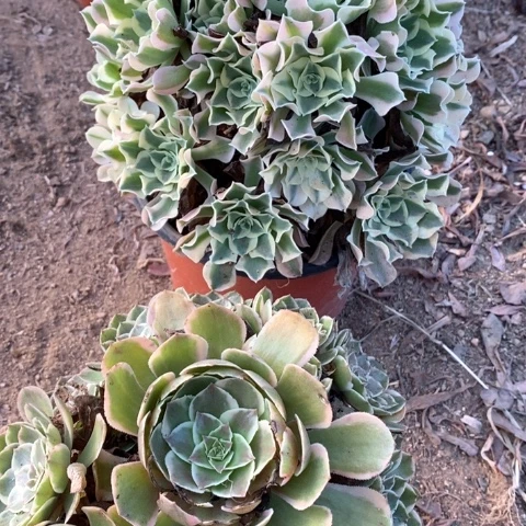 白凤法师粉花妖法师920